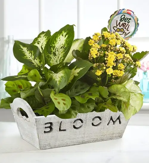 Product Image of the Bloom Plant Garden