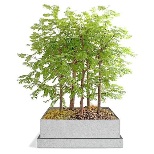 Product Image of the Dawn Redwood Bonsai Forest