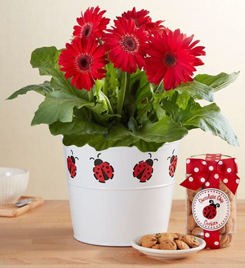 Product Image of the Lucky Ladybug Gerbera Daisy Plant