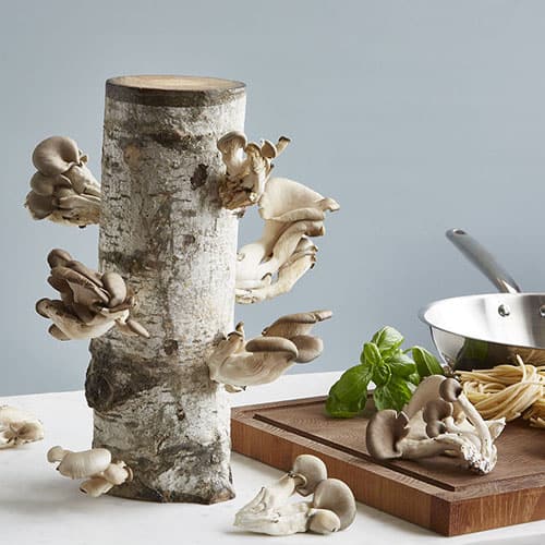 Product Image of the Oyster Mushroom Log Kit