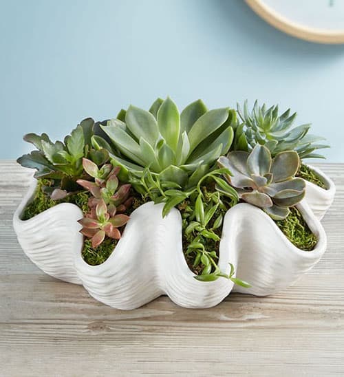 Product Image of the Seashell Succulent Garden