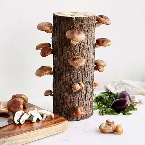 Product Image of the Shiitake Mushroom Log Kit