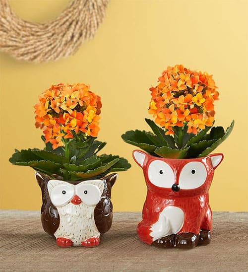 Product Image of the Fall Forest Friend Plants
