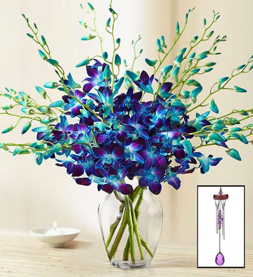Product Image of the Ocean Breeze Orchids