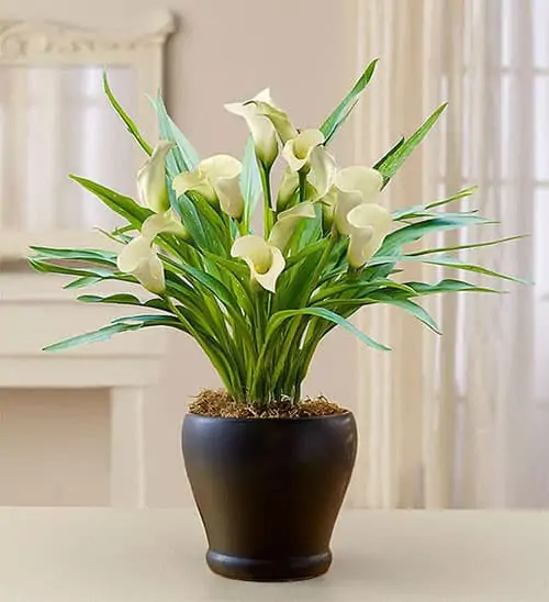 Product Image of the White Calla Lily Plant