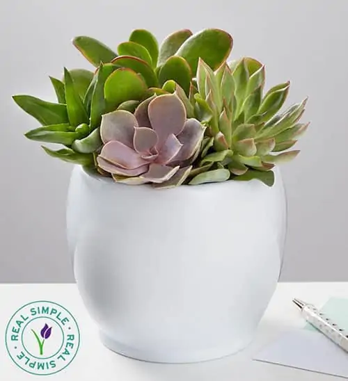 Product Image of the Succulent Garden