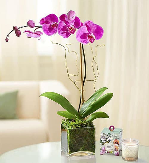Product Image of the Elegant Purple Orchid