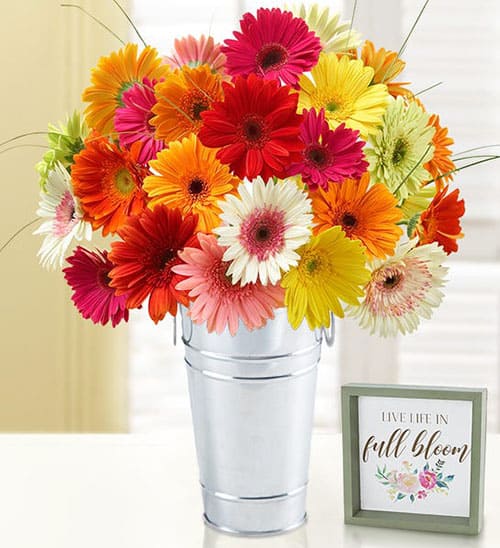 Product Image of the Happy Gerbera Daisies