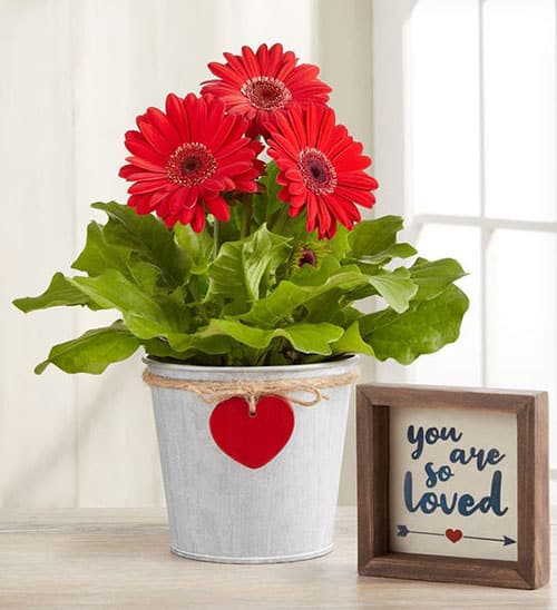 Product Image of the Hearts In Bloom Gerbera Daisy