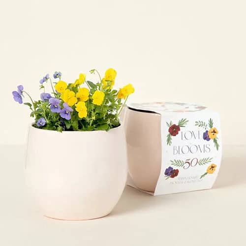Product Image of the Anniversary Flower Grow Kit
