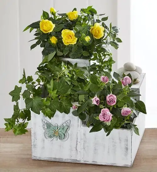 Product Image of the Blooming Garden Trio