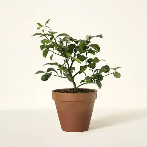 Product Image of the Grow Anywhere Meyer Lemon Tree