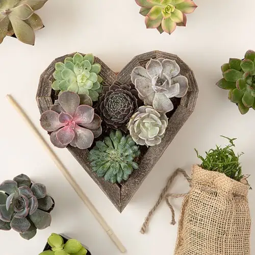 Product Image of the Redwood Succulent Heart Kit