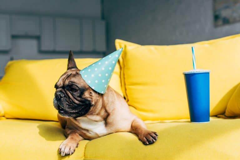 dog wearing a birthday hat
