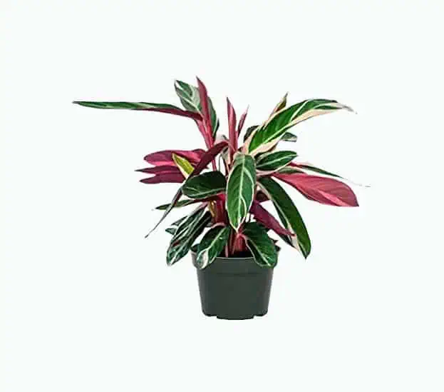Product Image of the American Plant Exchange - Stromanthe Tricolor
