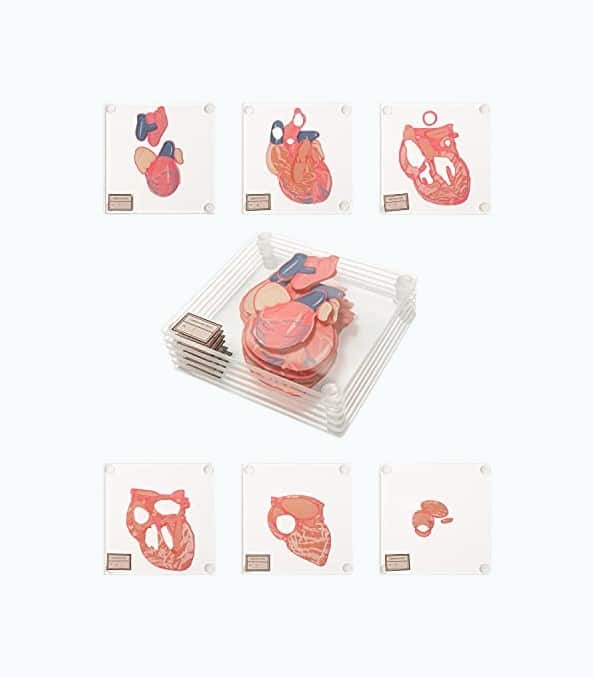 Product Image of the Anatomic Heart Specimen Coasters