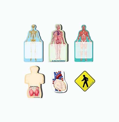 Product Image of the Anatomy Sticky Notes