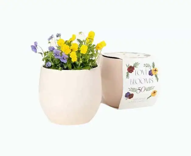 Product Image of the Anniversary Flower Grow Kit