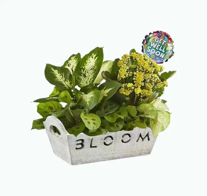 Product Image of the Bloom Dish Garden