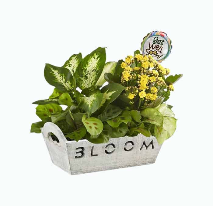 Product Image of the Bloom Plant Garden