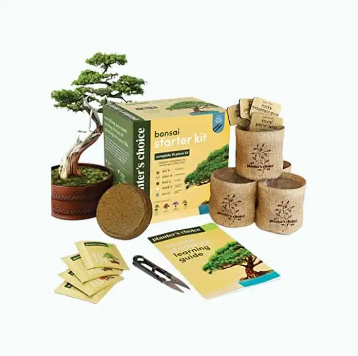Product Image of the Bonsai DIY Kit