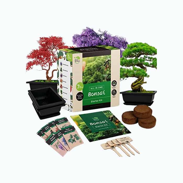 Product Image of the Bonsai Tree Kit