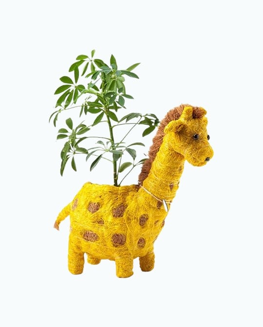 Product Image of the Coconut Fiber Giraffe Planter