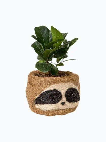 Product Image of the Coconut Fiber Sloth Planter