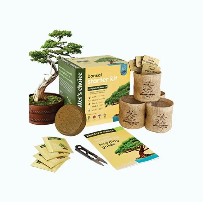Product Image of the DIY Bonsai Starter Kit