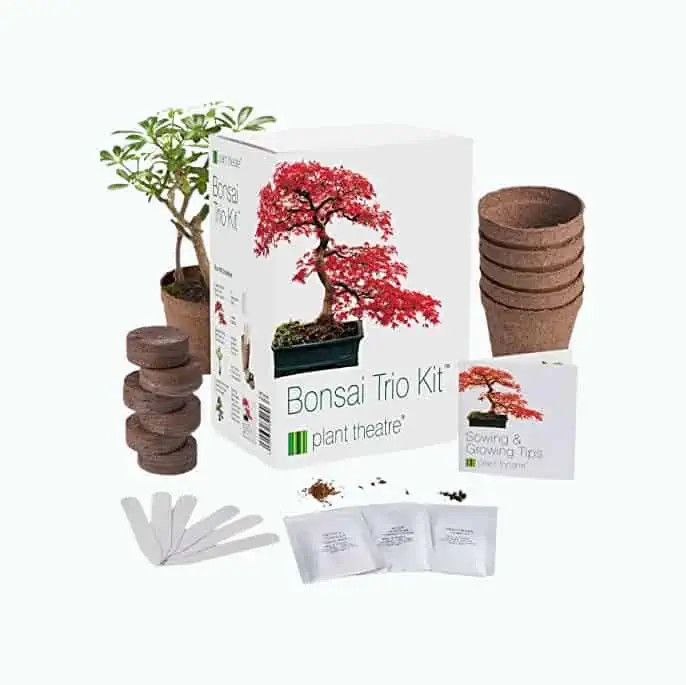 Product Image of the DIY Bonsai Tree Kit
