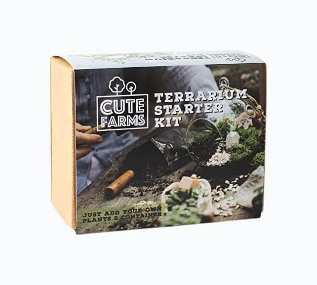 Product Image of the DIY Succulent Terrarium Kit