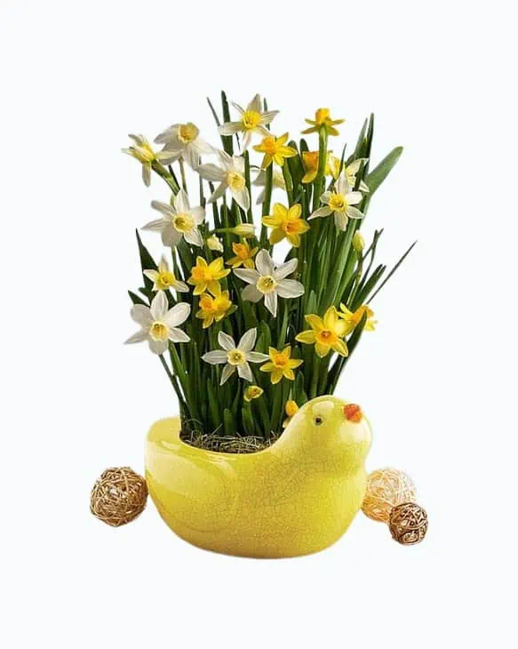 Product Image of the Daffodil Plant