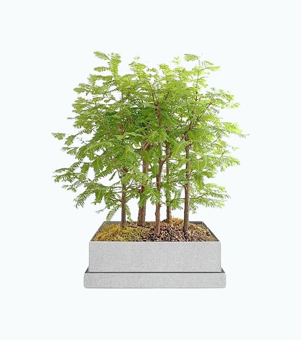 Product Image of the Dawn Redwood Bonsai Forest