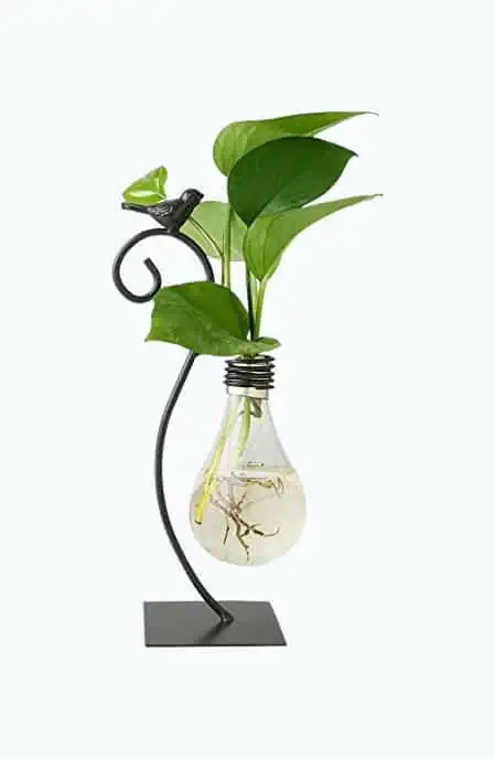Product Image of the Desktop Glass Planter Hydroponics Vase