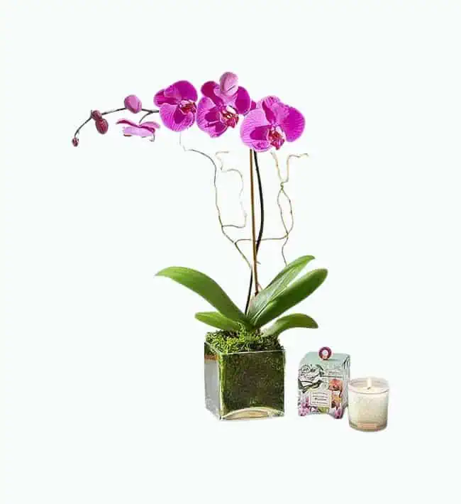 Product Image of the Elegant Purple Orchid