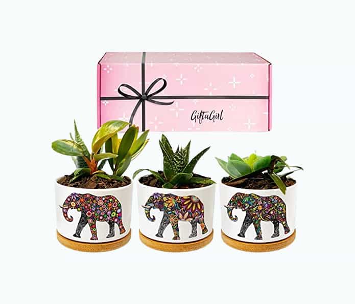 Product Image of the Elephant Planter Set