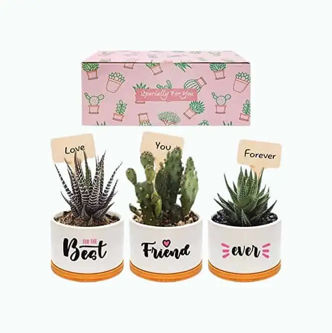 Product Image of the Friendship Plant Pot Set