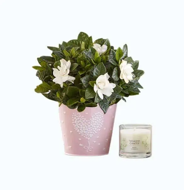 Product Image of the Gardenia Plant