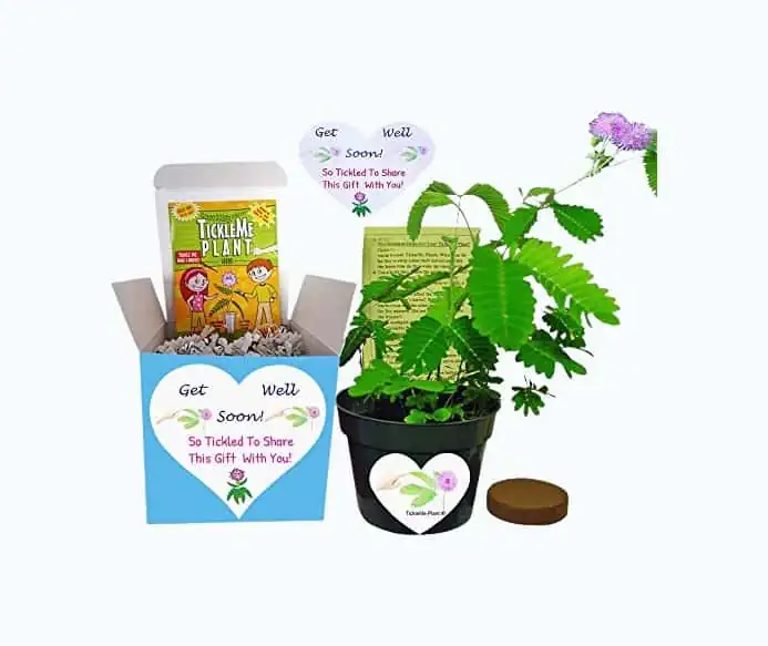 Product Image of the Get Well Gift Plant