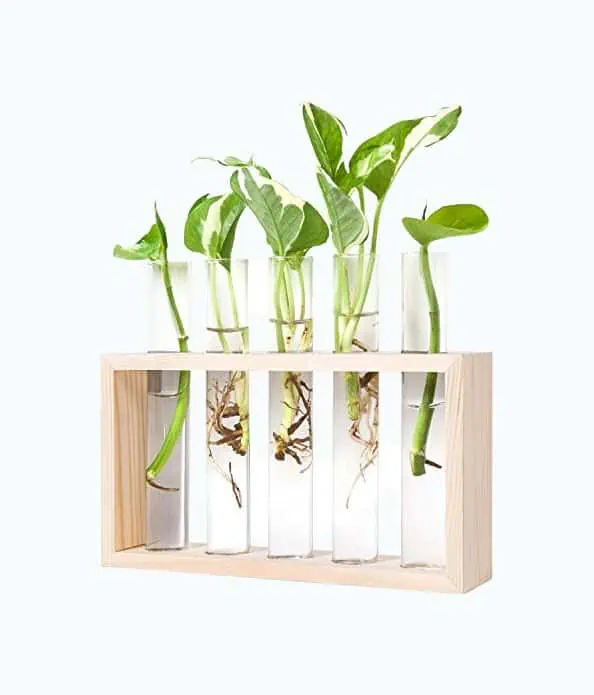 Product Image of the Hanging Glass Plant Terrarium