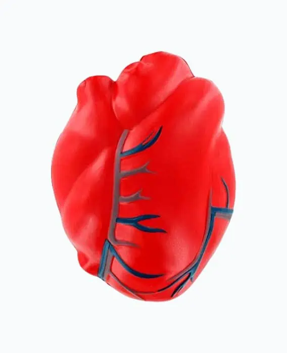 Product Image of the Heart Anatomy Stress Ball