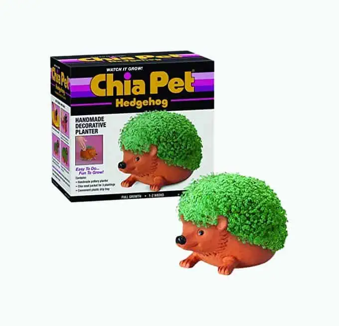 Product Image of the Hedgehog Chia Pet