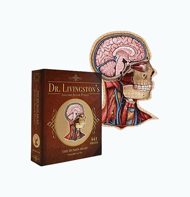 Product Image of the Human Head Anatomy Jigsaw Puzzle