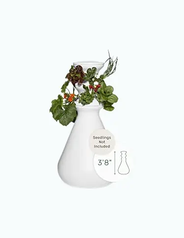 Product Image of the Hydroponic Growing Kit