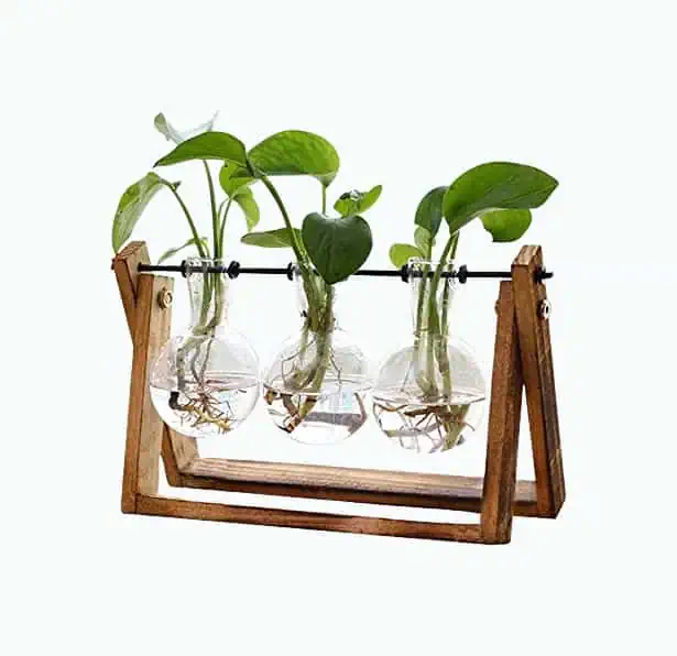 Product Image of the Hydroponics Plant Terrarium