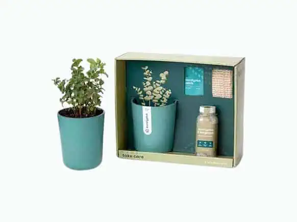 Product Image of the Just Breathe Eucalyptus Spa Gift Set