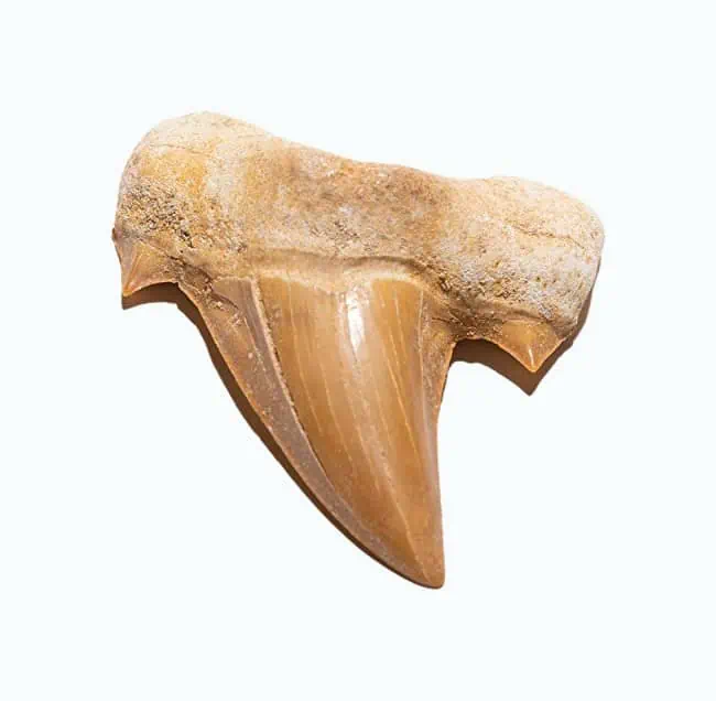 Product Image of the Kalifano Fossilized Prehistoric Shark Tooth