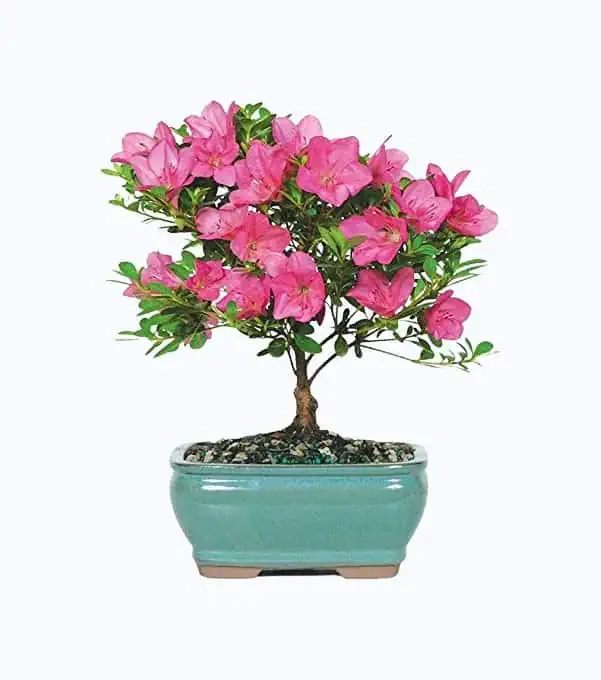 Product Image of the Live Bonsai Tree