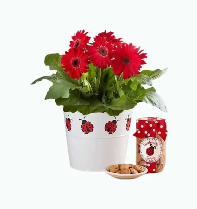 Product Image of the Lucky Ladybug Gerbera Daisy Plant