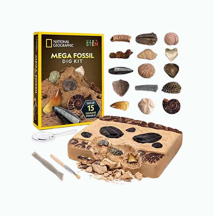 Product Image of the Mega Fossil Dig Kit